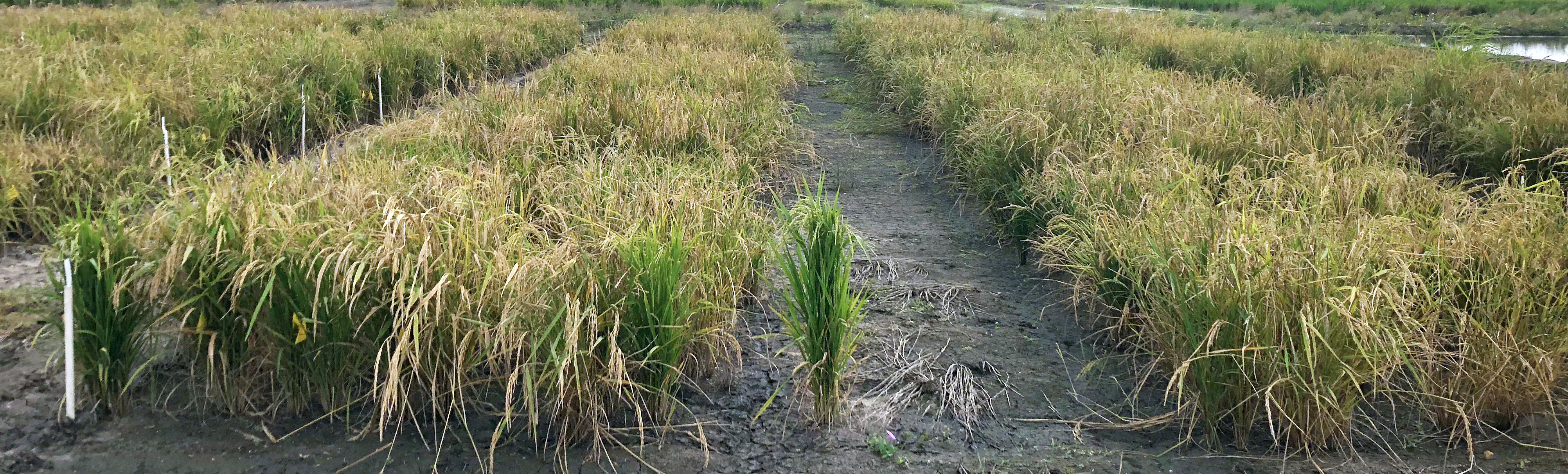 rice growing in a dry field at harvest